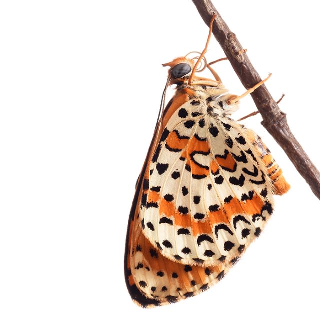 Crisalide di Melitaea didyma - Nymphalidae